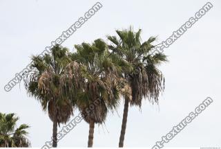 palm tree 0001